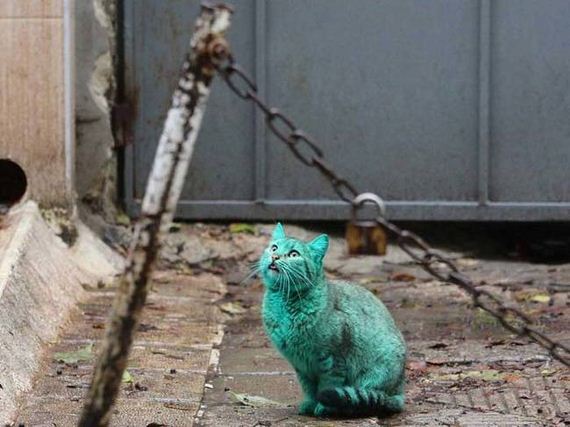 Green-Bulgarian-Cat