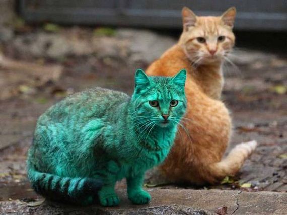 Green-Bulgarian-Cat