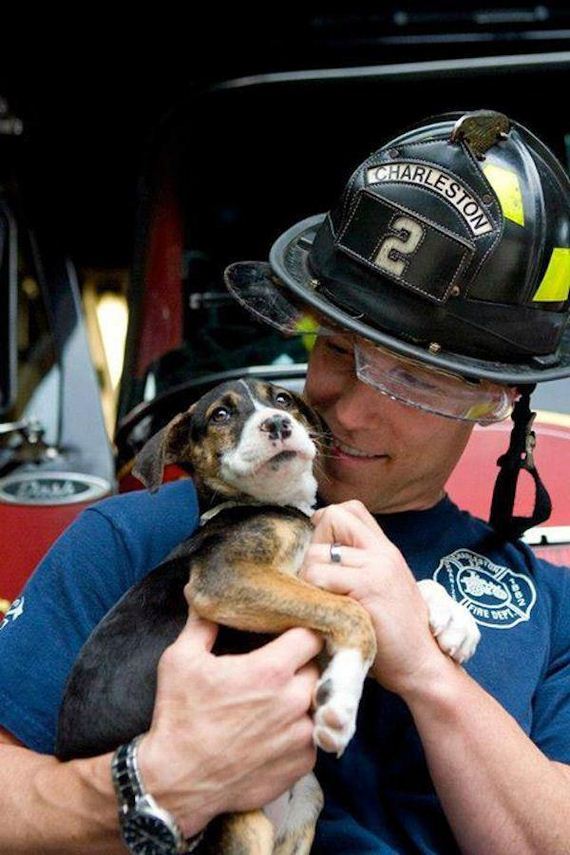 Hot-firefighters-puppies
