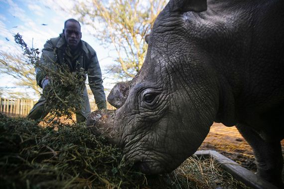 Kenya-extinction-rhino