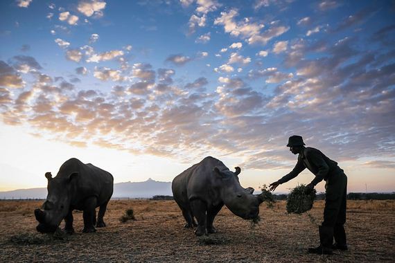 Kenya-extinction-rhino