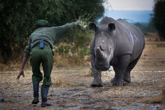 Kenya-extinction-rhino