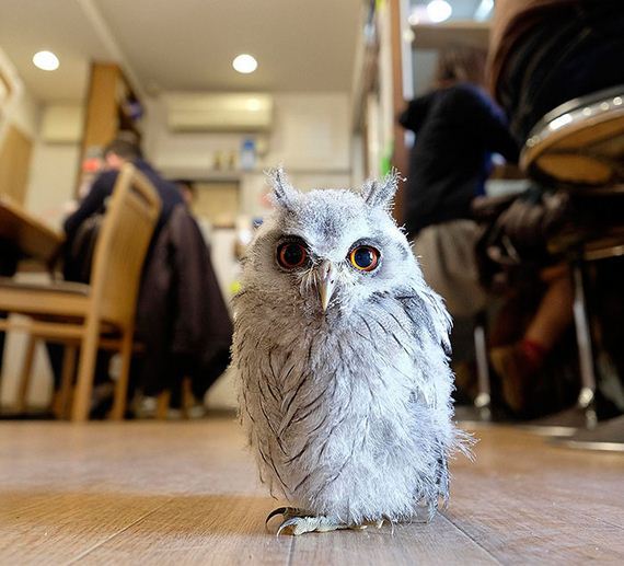 Owl-Bar-Opening-London