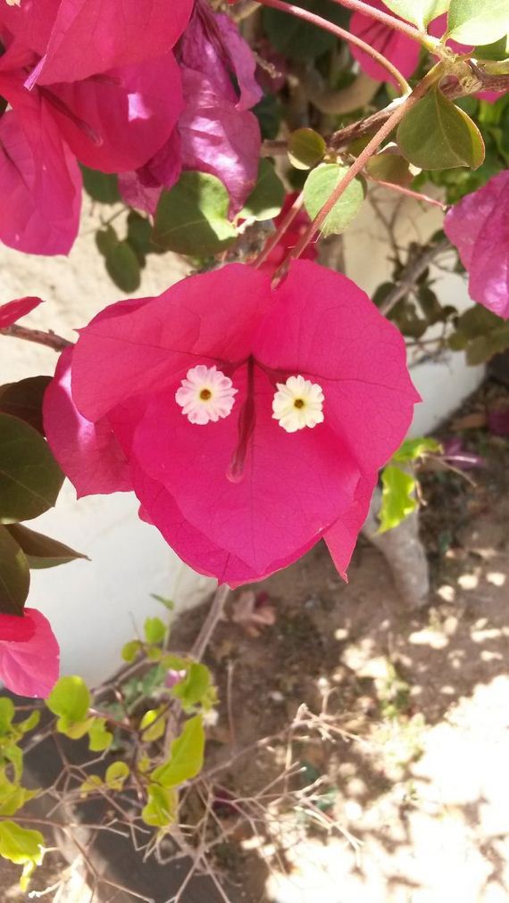 Pareidolia-photo
