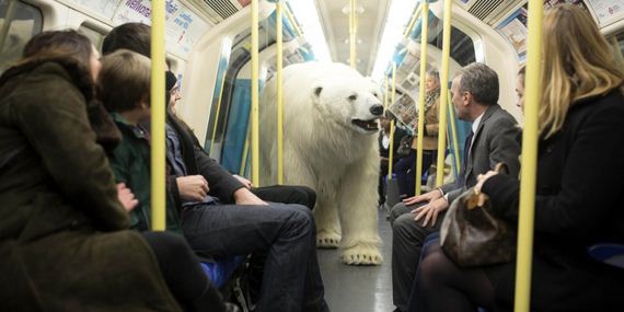 Polar-Bear-London