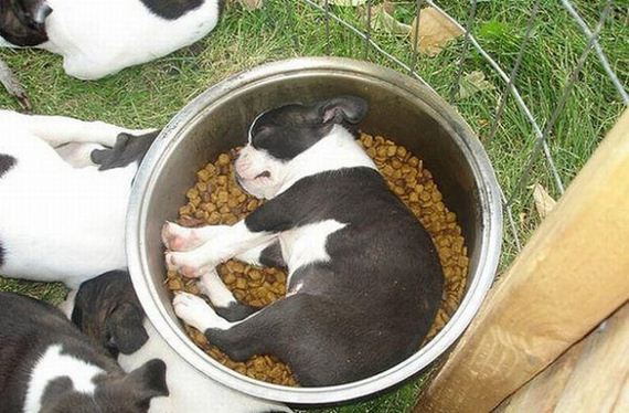 Sleepy-Puppies