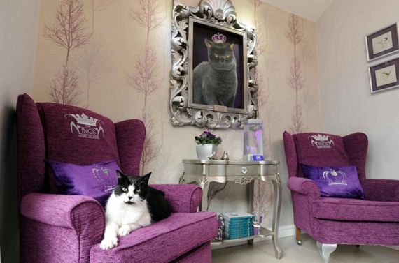 Spoiled-Cats