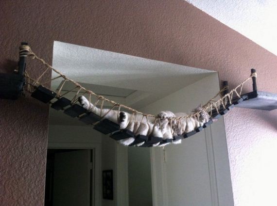 Spoiled-Cats