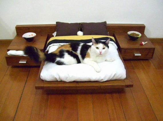 Spoiled-Cats