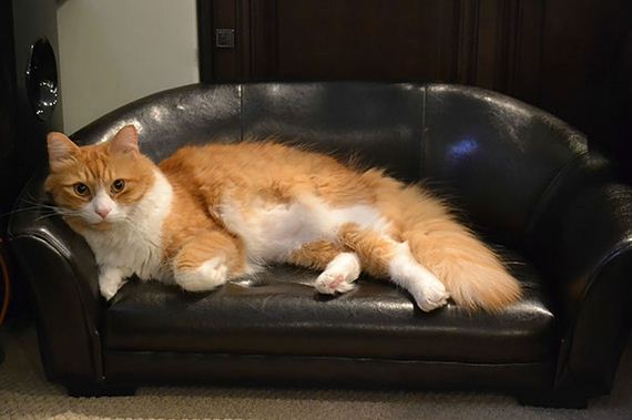 Spoiled-Cats