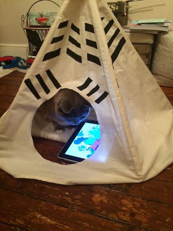 Spoiled-Cats