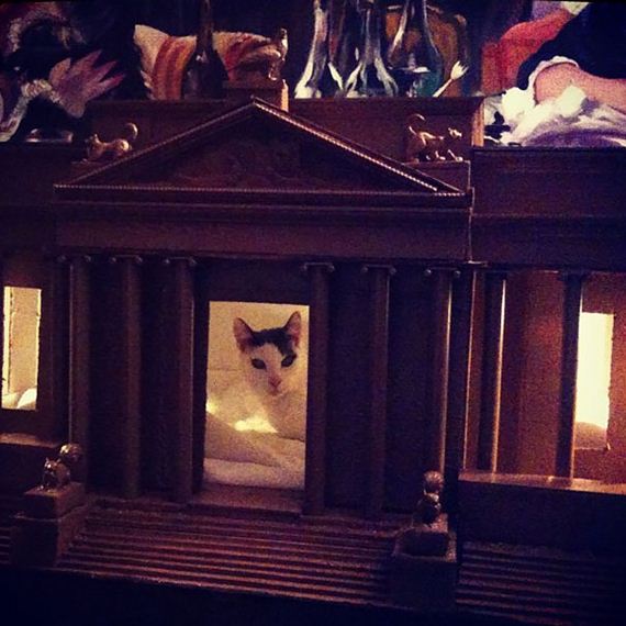Spoiled-Cats