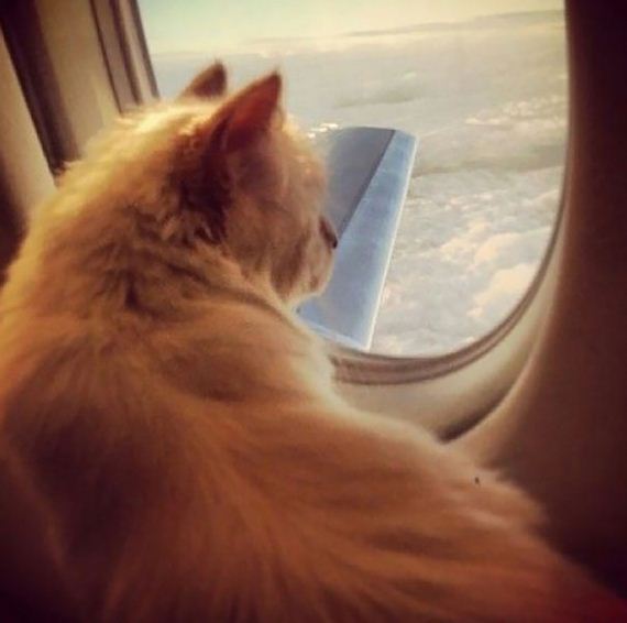 Spoiled-Cats
