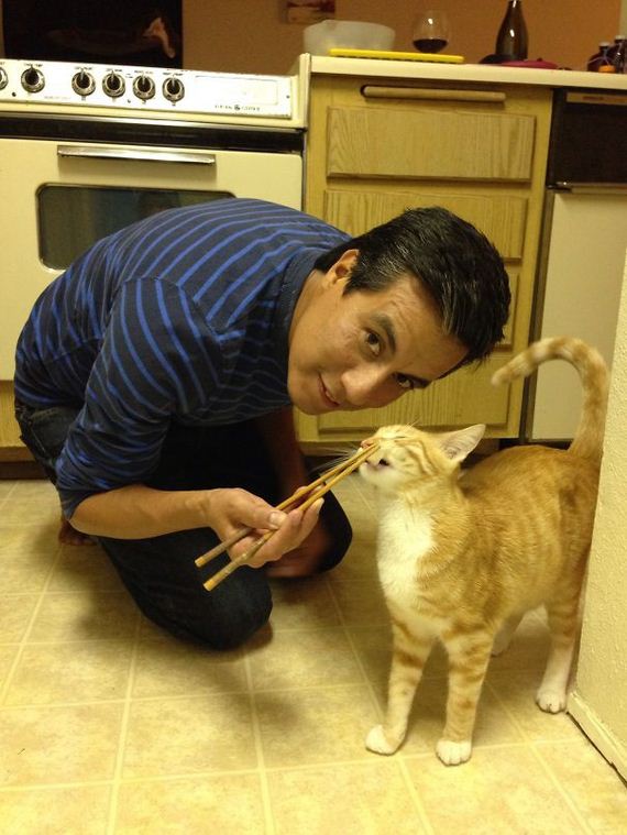 Spoiled-Cats