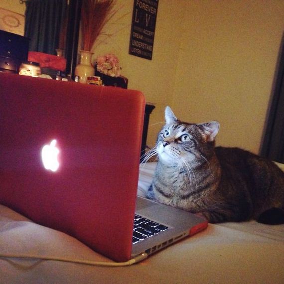 Spoiled-Cats