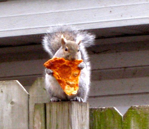 Squirrel-Pizza-Thieves