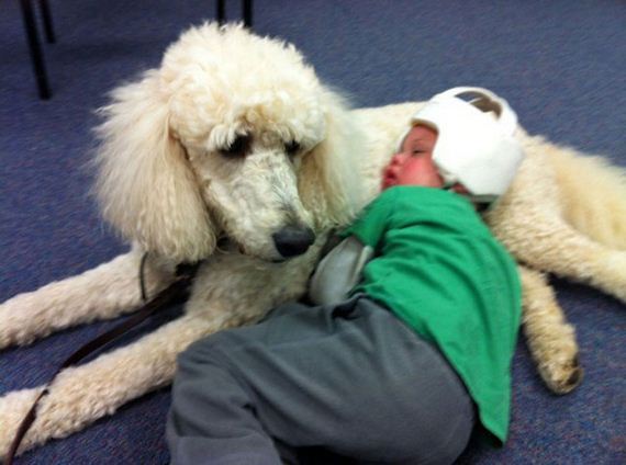 Therapy-Dogs
