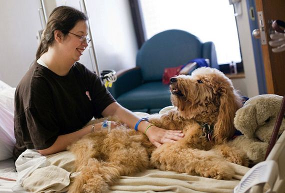 Therapy-Dogs