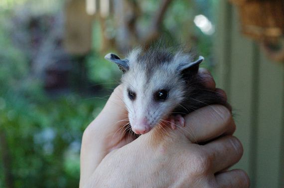 Times-Opossums-Were