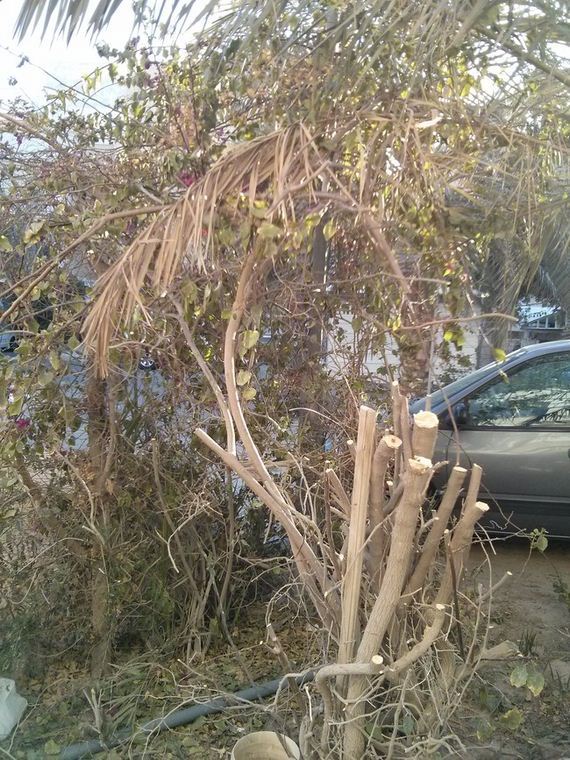 Trimming-Bushes