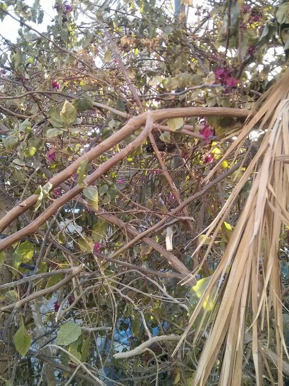 Trimming-Bushes