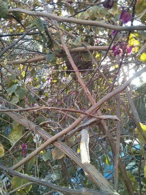 Trimming-Bushes
