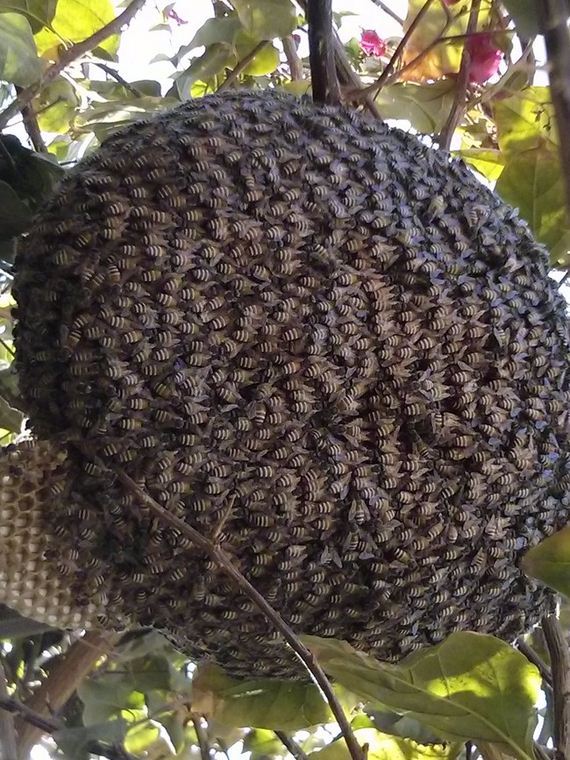 Trimming-Bushes