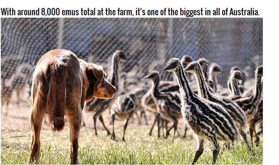 adorable_farm_dog