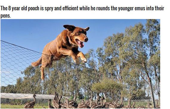 adorable_farm_dog