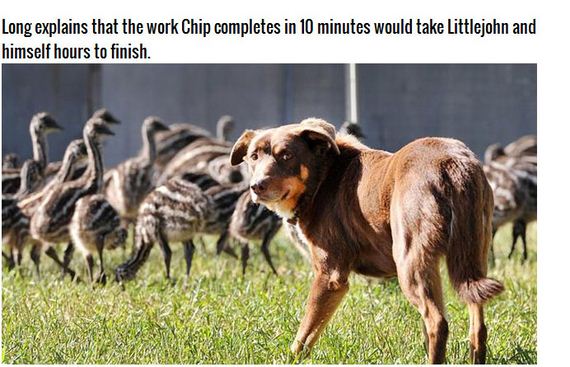 adorable_farm_dog