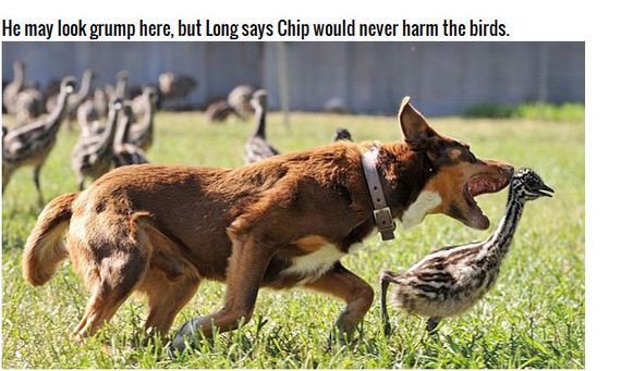 adorable_farm_dog