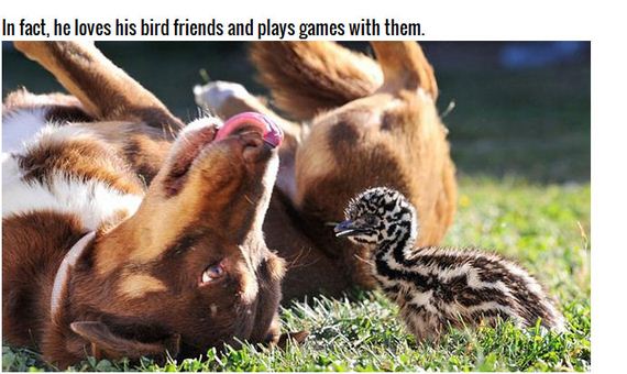 adorable_farm_dog