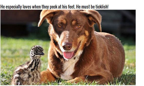 adorable_farm_dog