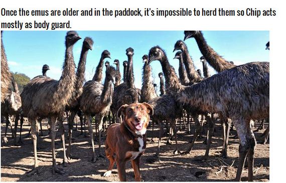 adorable_farm_dog