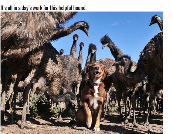 adorable_farm_dog