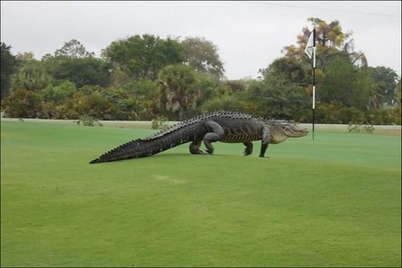 alligator_golf