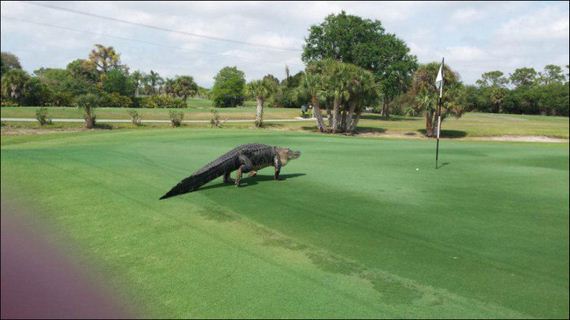 alligator_golf