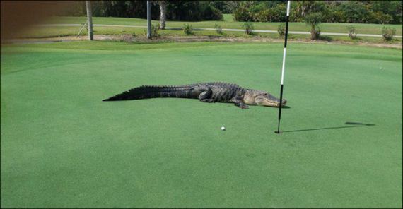 alligator_golf