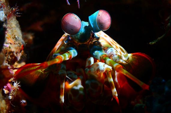 amazing-underwater-creatures