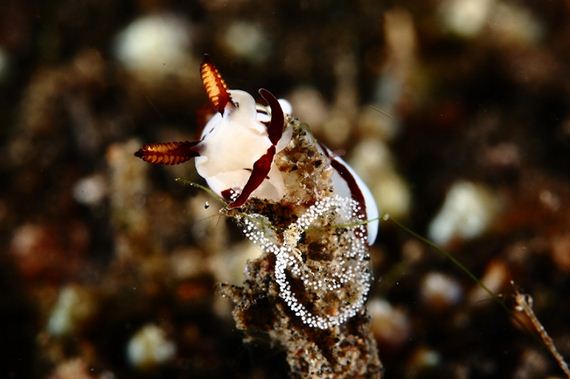 amazing-underwater-creatures