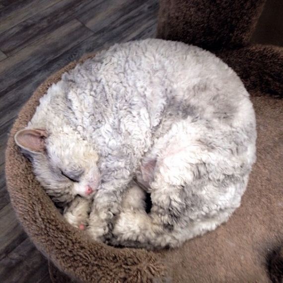 angry-cat-sheep
