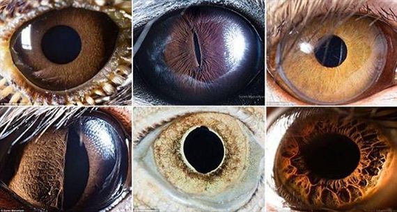 Animal Eyes: Extreme Close-Ups! - Barnorama
