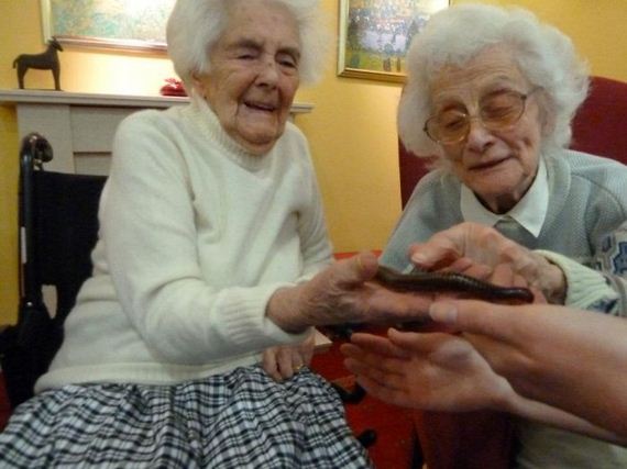 animal-home-retirement