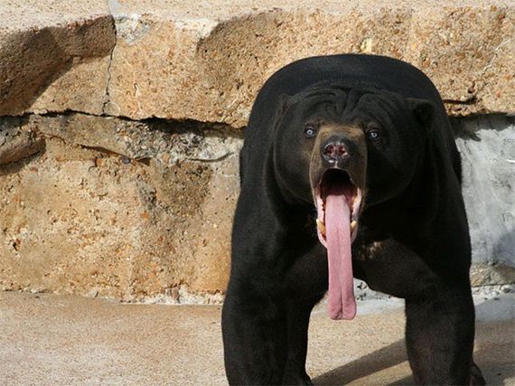 animal-shock
