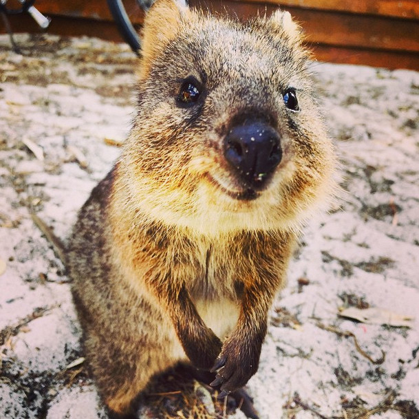 animals-cute-Australian