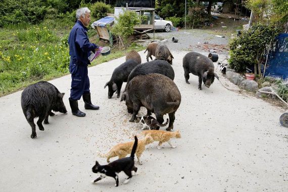 animals-feeding-fukushima