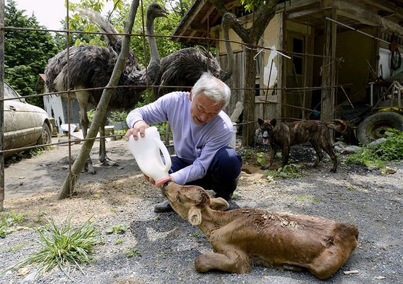 animals-feeding-fukushima