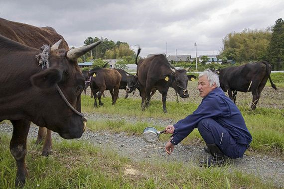 animals-feeding-fukushima
