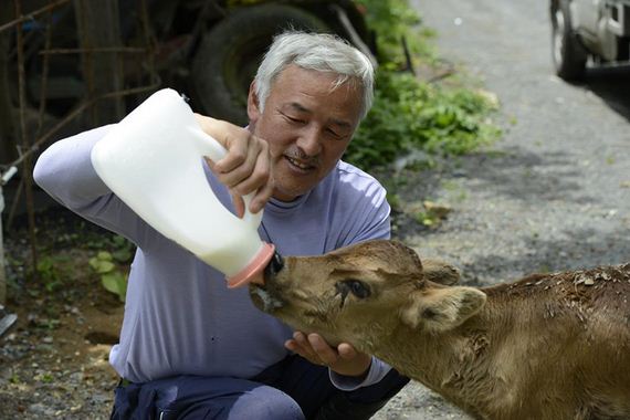 animals-feeding-fukushima