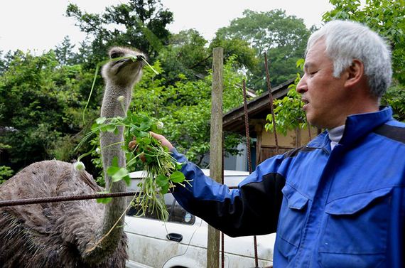 animals-feeding-fukushima